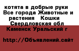 котята в добрые руки - Все города Животные и растения » Кошки   . Свердловская обл.,Каменск-Уральский г.